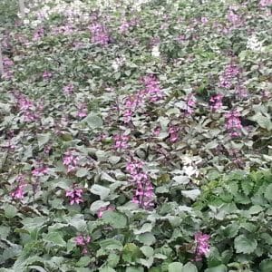 plectranthus mono lavender