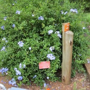 plumbago auriculata blue, blue plumbago