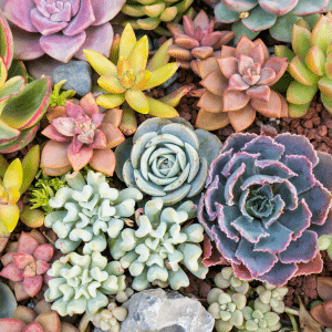 Why succulents are sensational – inside and out!