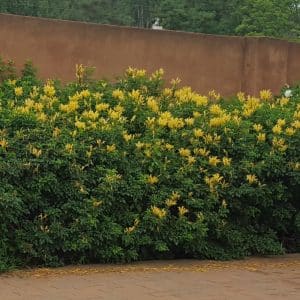 tecomaria capensis yellow, cape honeysuckle
