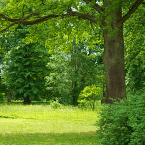Take your Pick from our Trees for Sale