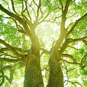 Why trees are one of nature’s greatest gifts!