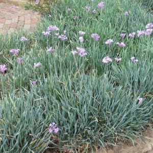 tulbaghia violacea, wild garlic