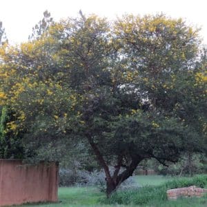 vachellia (acacia) karroo, sweet thorn