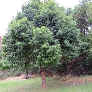 podocarpus henkelii, yellowwood8