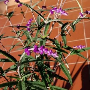 salvia leucantha, mexican bush sage