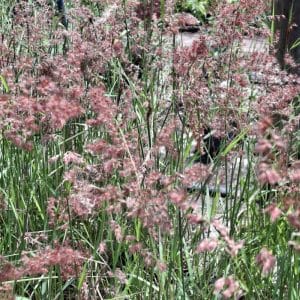 melinis repens, natal grass