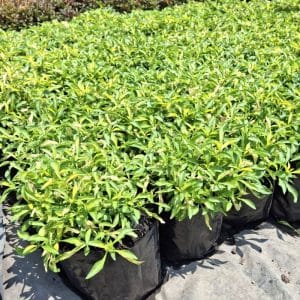 alternanthera green v1