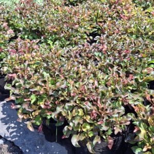 alternanthera variegated v1