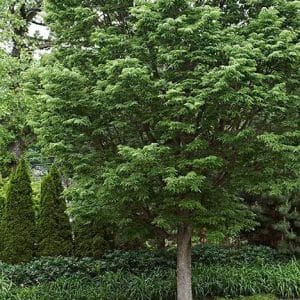 celtis australis, european nettle tree