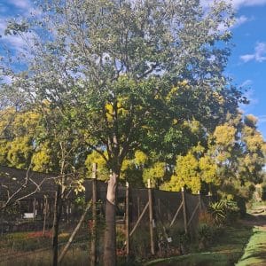 celtis sinensis, chinese hackberry