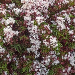 jasminum polyanthum pink jasmine