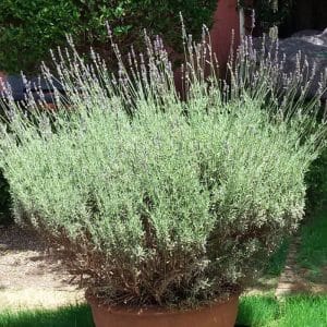 lavandula margaret roberts 800