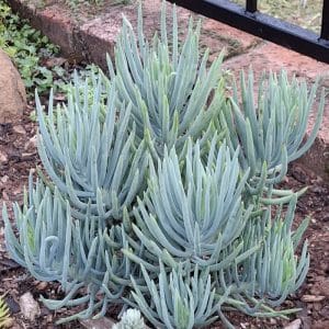senecio vitalis, narrow leaf chalksticks