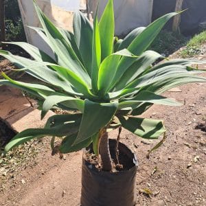 agave attenuata, foxtail