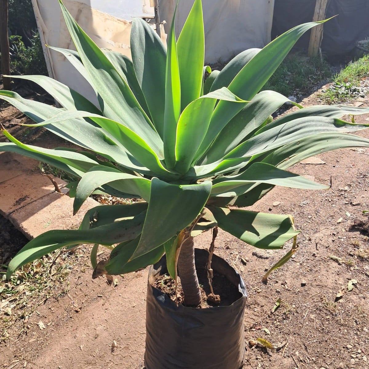 agave attenuata, foxtail