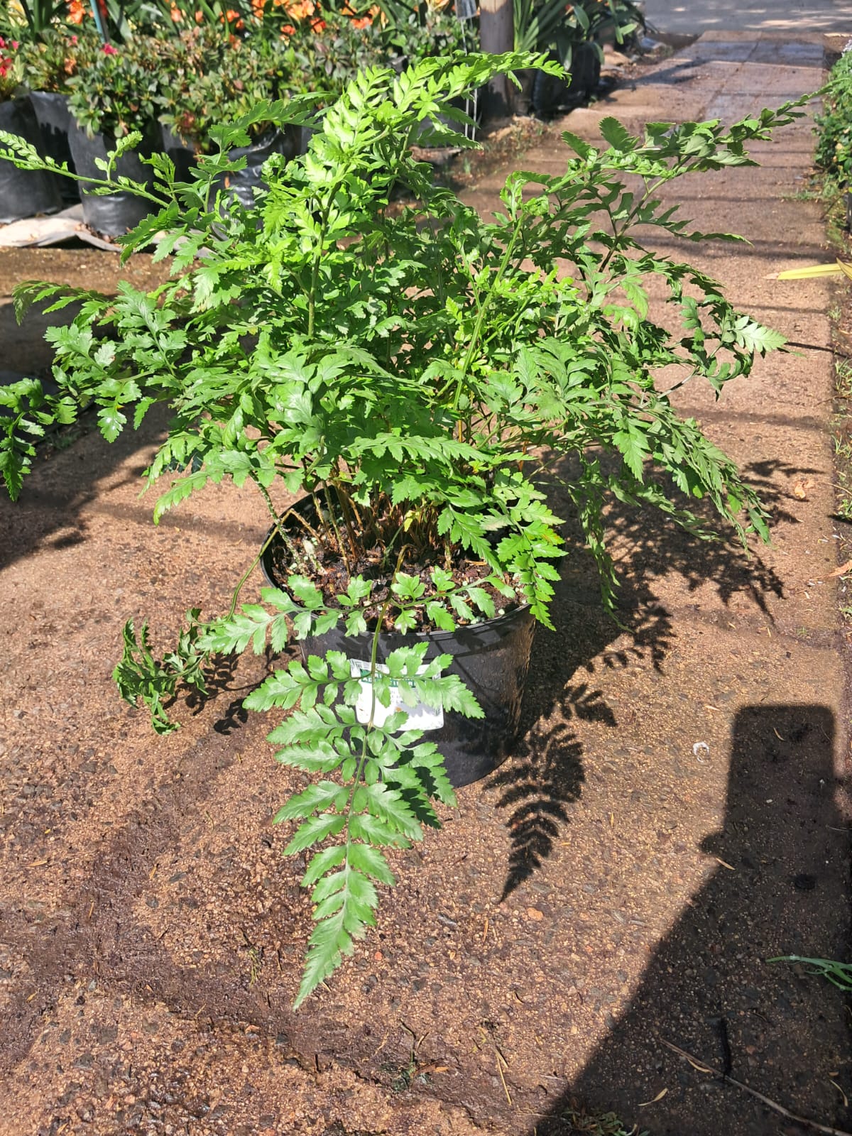 rumohra adiantiformis, leather leaf fern