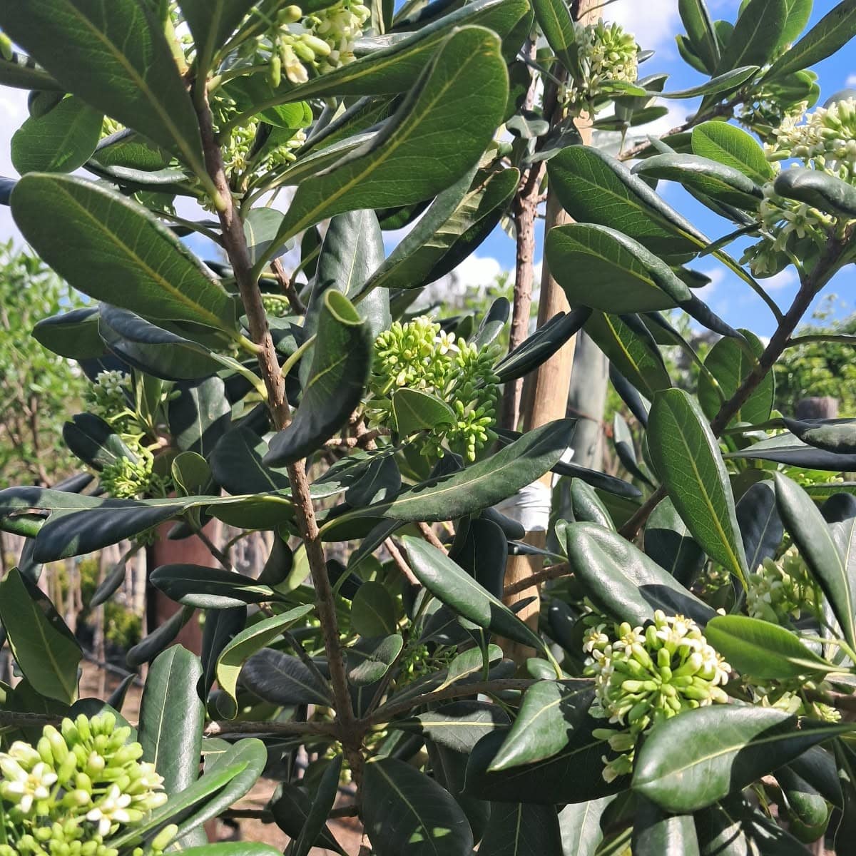 pittosporum viridiflorum, cape cheesewood